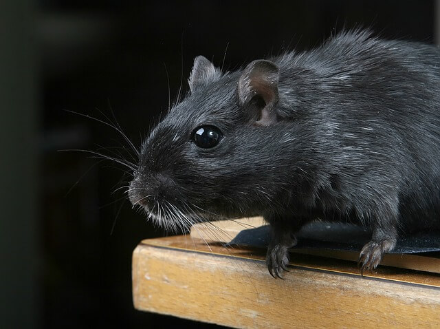 Vermin (1)