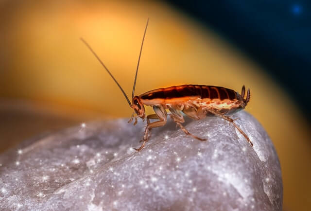 bug (1)